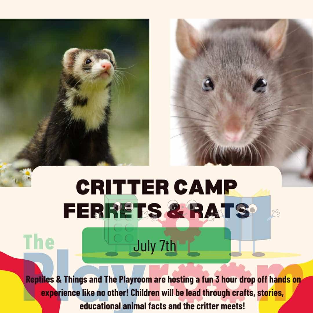 482014415 1563022821053963 8451968997487980503 n - The Playroom