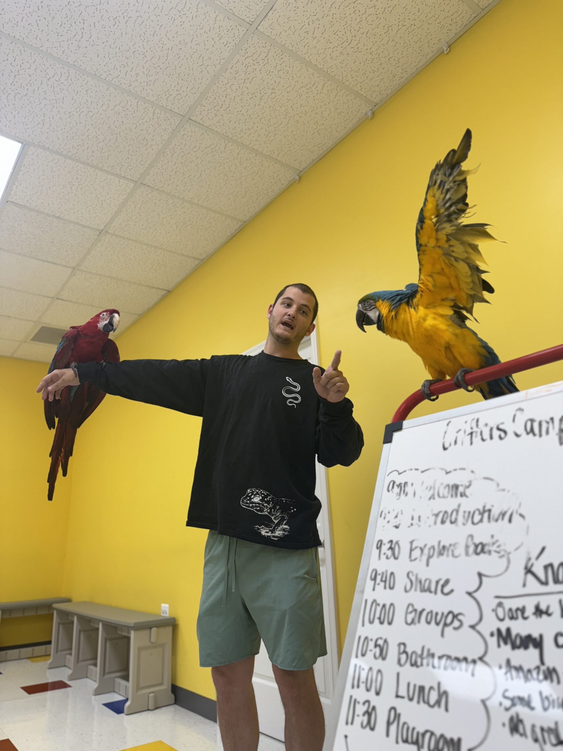 Man teaches about and with live parrots during Critter Meets at Fun Fridays at The Playroom in Forest Hill, MD
